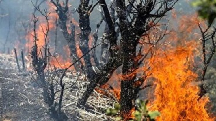 تحقیقات برای شناسایی عامل آتشسوزی الیت