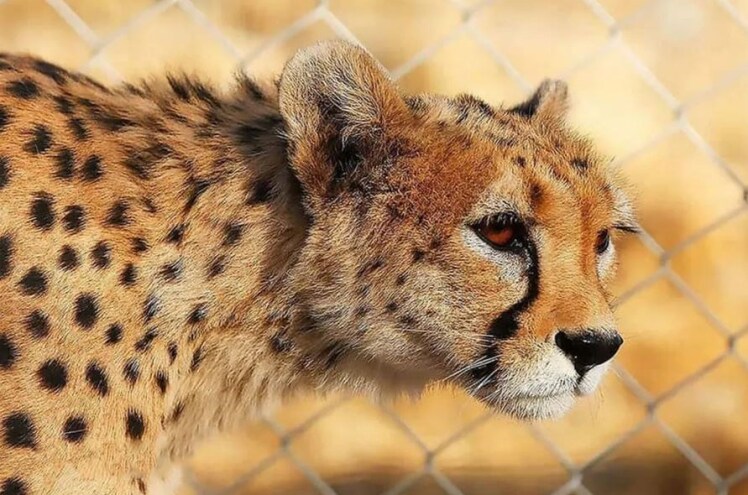  آخرین نفس‌های ‌یوز آسیایی!